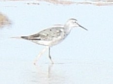 Stilt Sandpiper - Ed Daniels