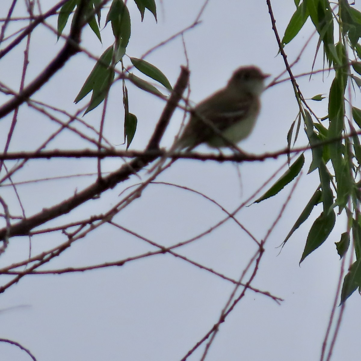 Least Flycatcher - Jocelyn K