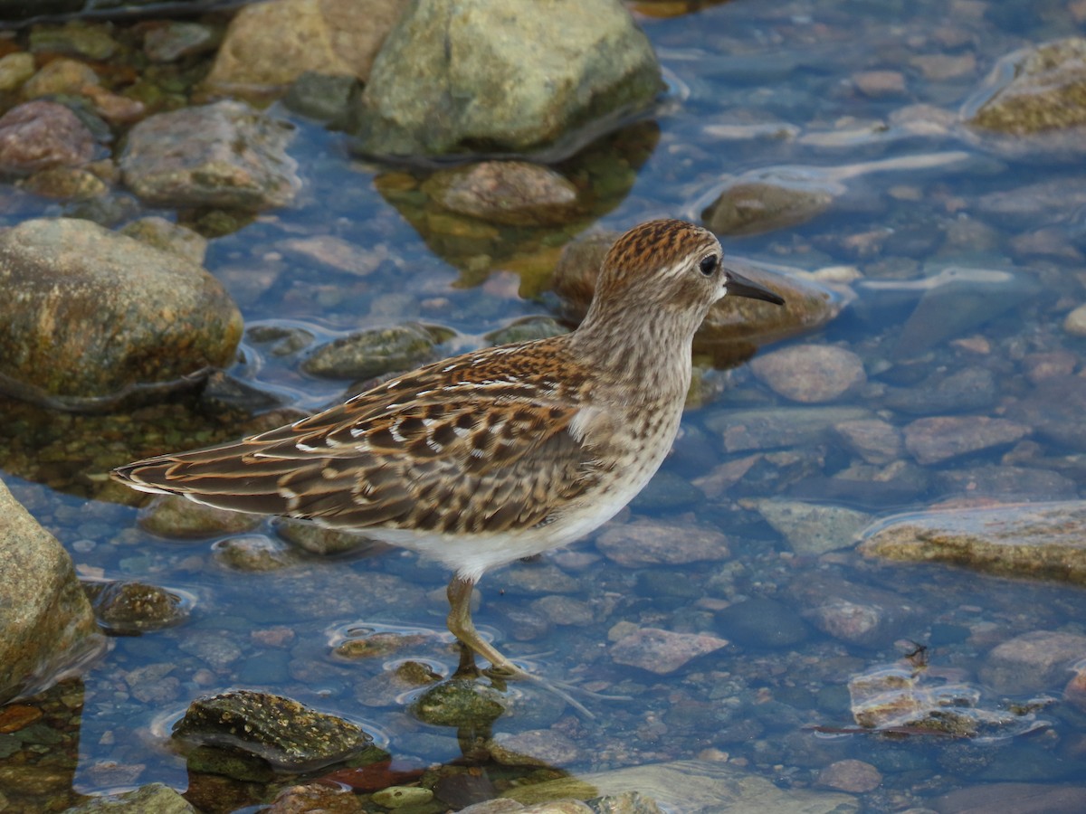 Least Sandpiper - ML622110964