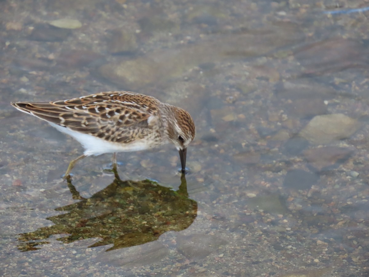 Least Sandpiper - ML622110965