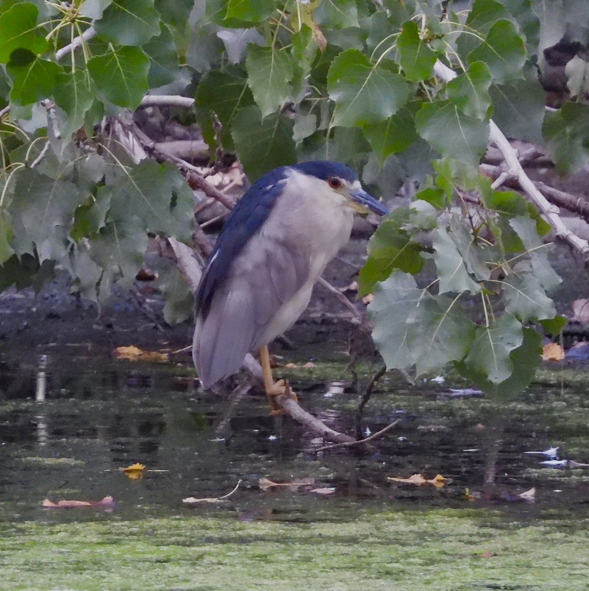 Black-crowned Night Heron - ML622110966