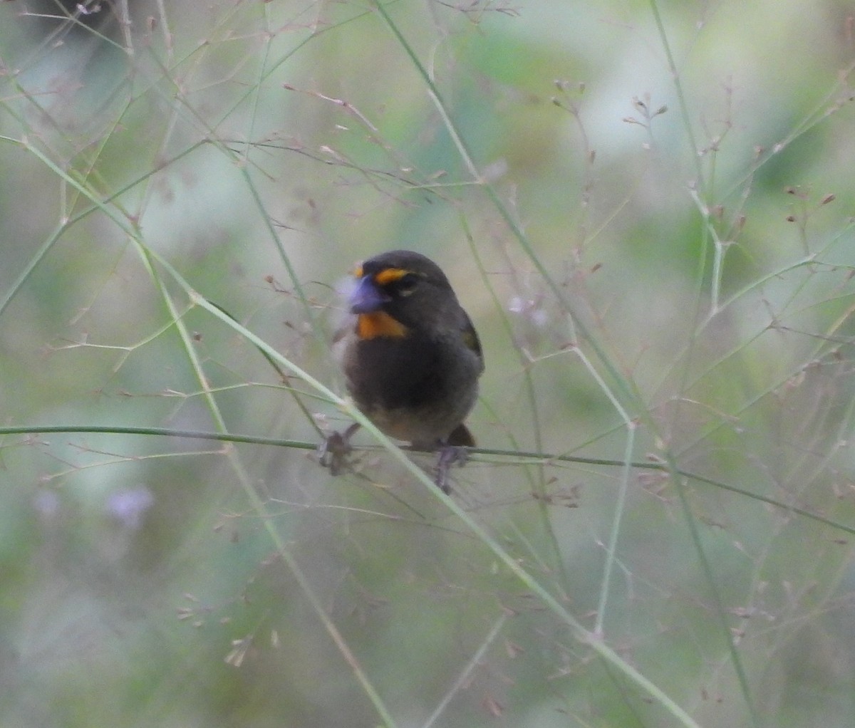 Yellow-faced Grassquit - ML622110971