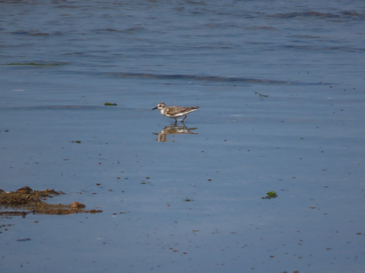 Semipalmated Sandpiper - David Weiss