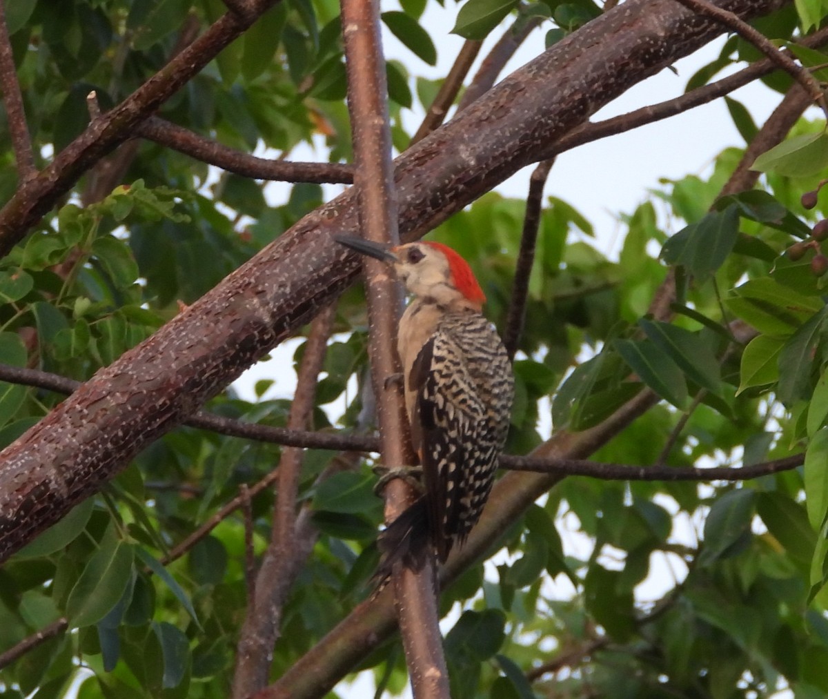 West Indian Woodpecker - ML622110982