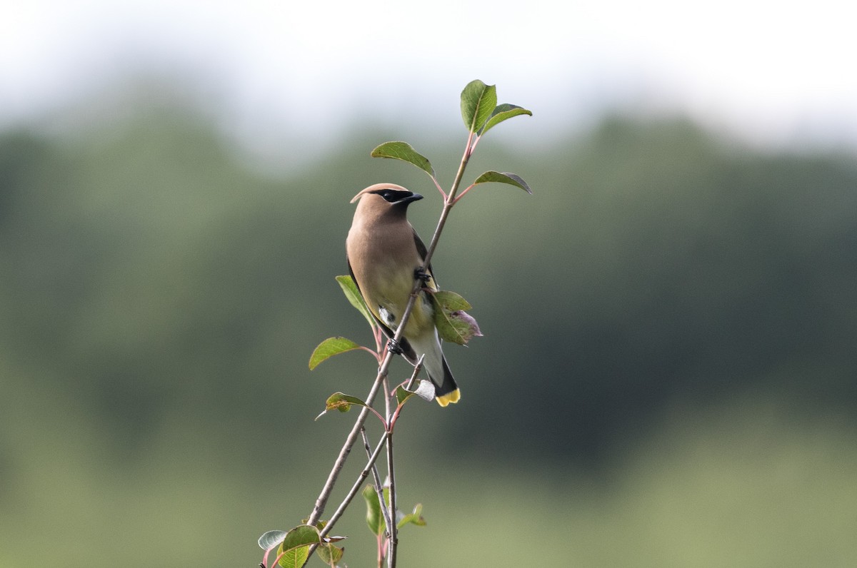 Cedar Waxwing - ML622111021