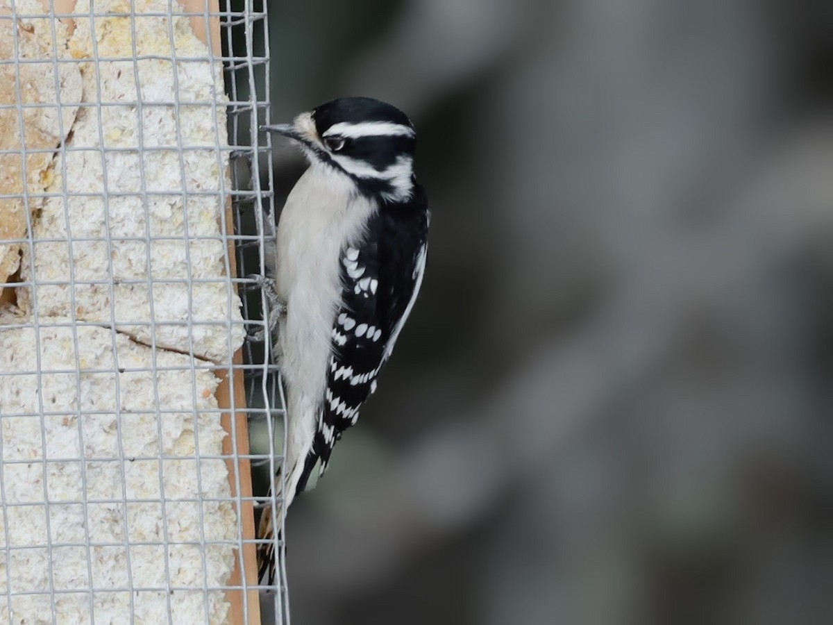 Downy Woodpecker - ML622111040