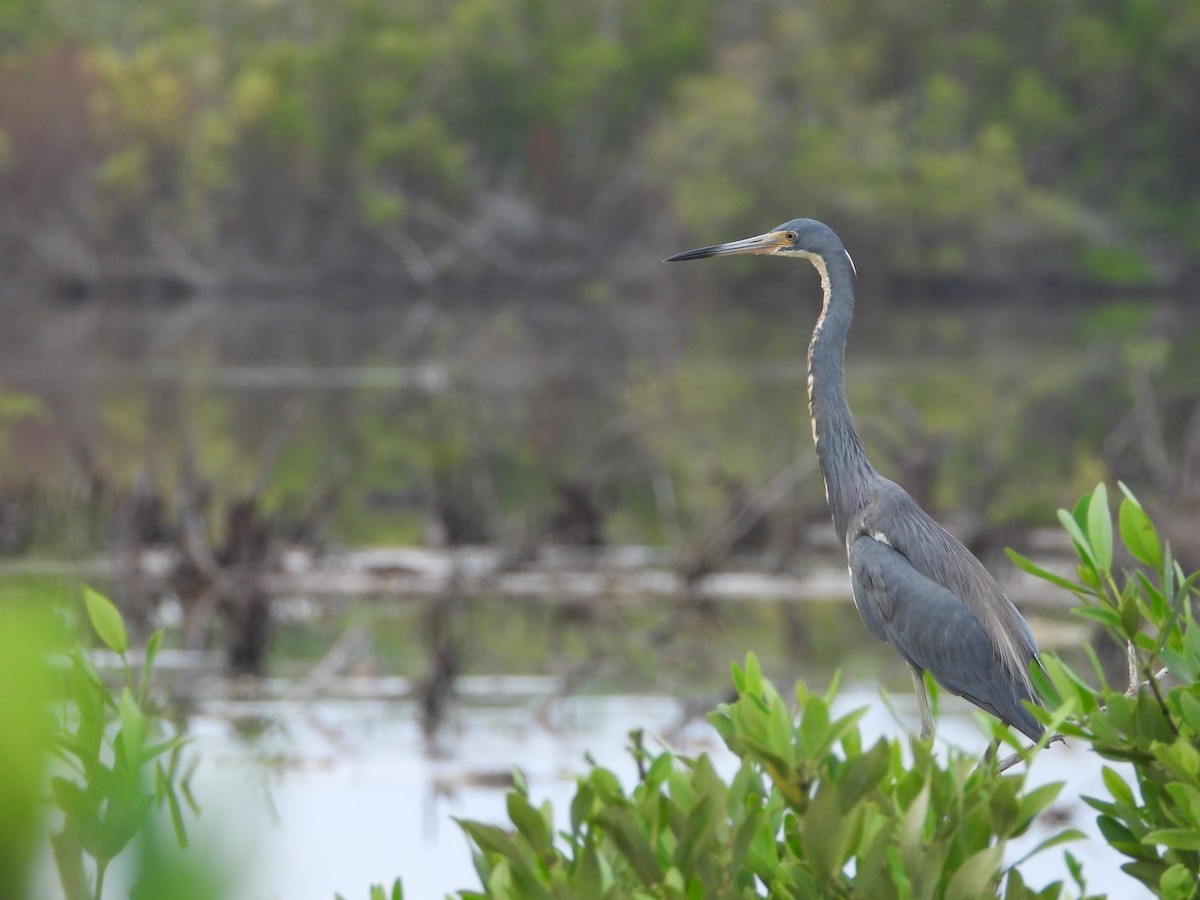 Tricolored Heron - ML622111081