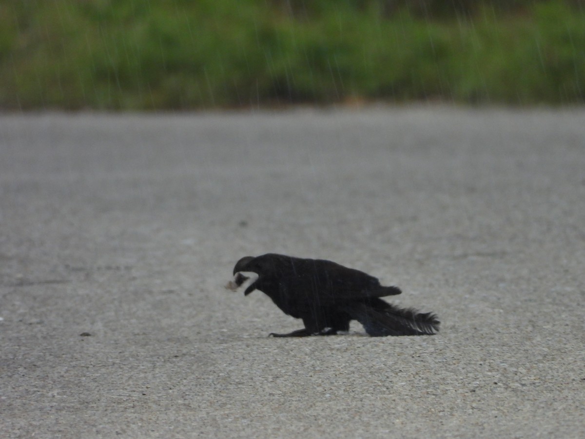 Smooth-billed Ani - ML622111084