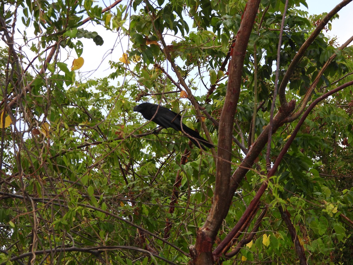 Smooth-billed Ani - ML622111085