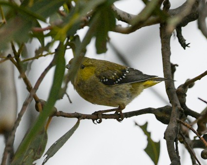 Forty-spotted Pardalote - ML622111086