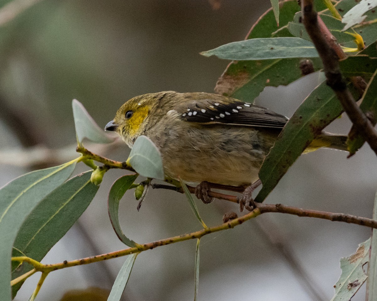 Forty-spotted Pardalote - ML622111087