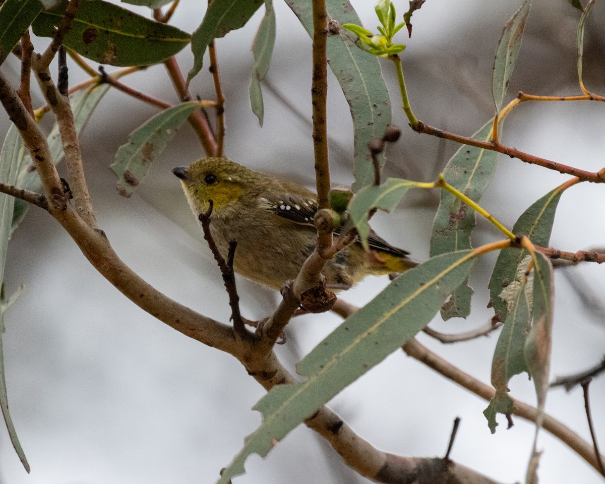 Forty-spotted Pardalote - ML622111088