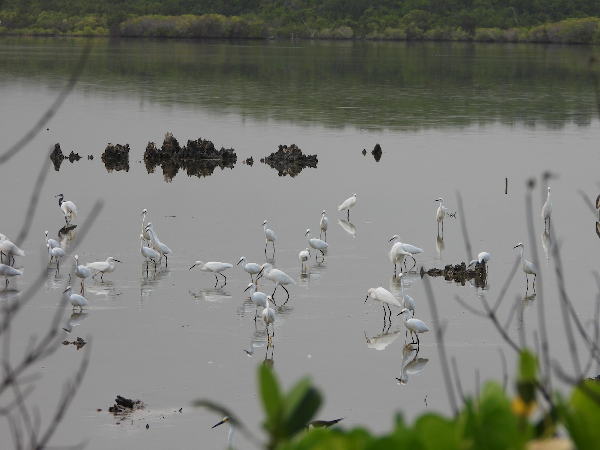 Snowy Egret - ML622111093