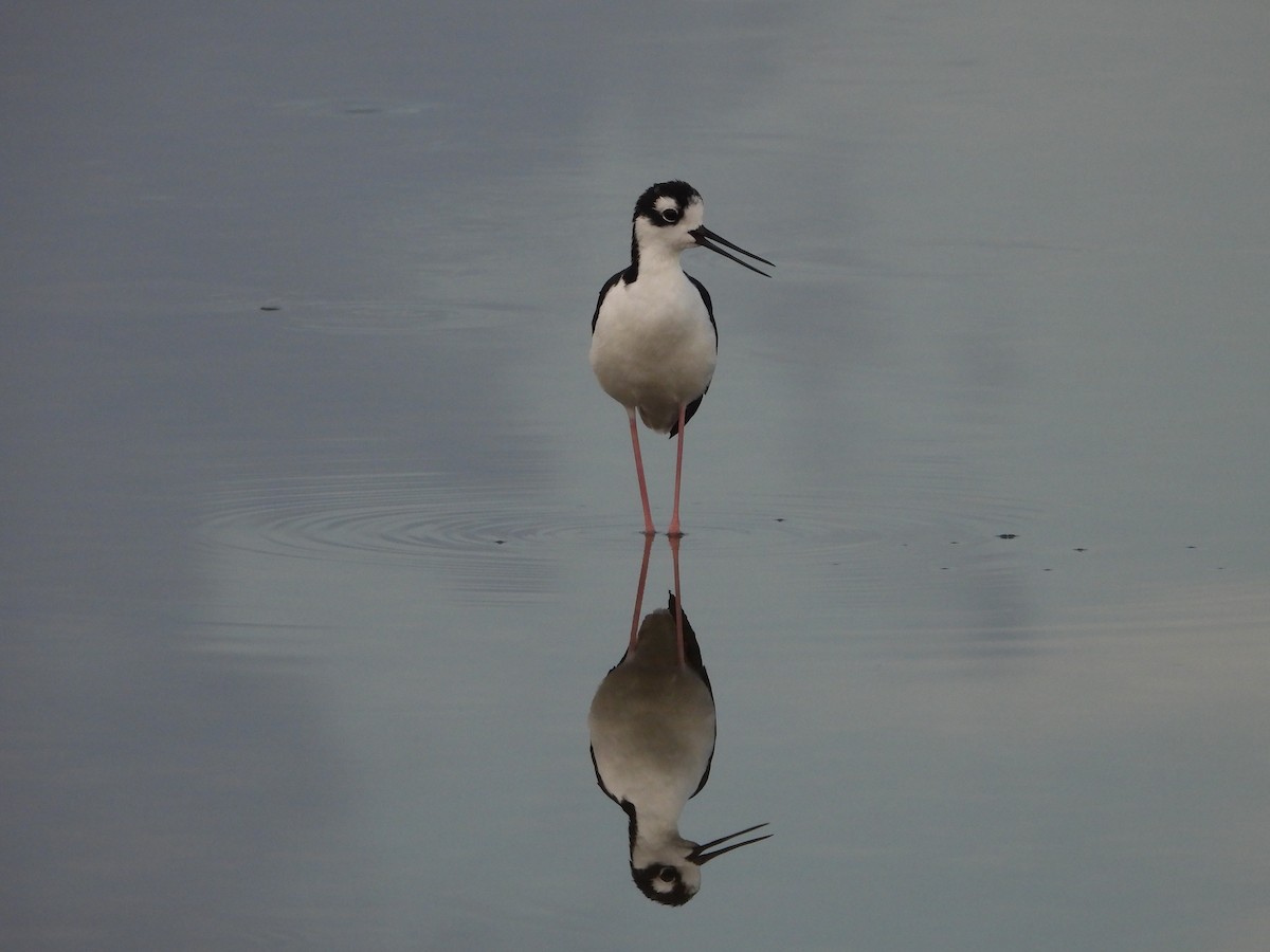 Black-necked Stilt - ML622111095