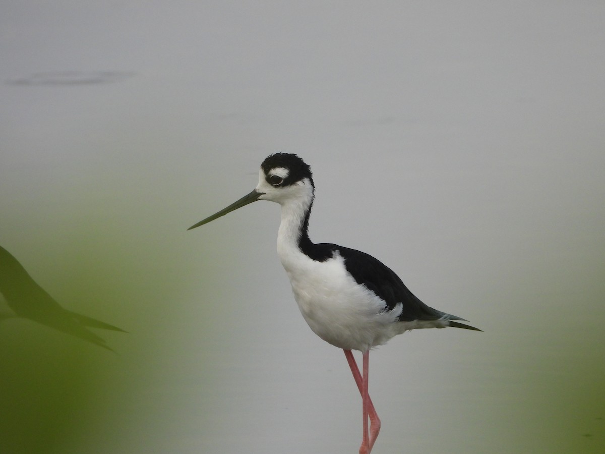 Black-necked Stilt - ML622111099