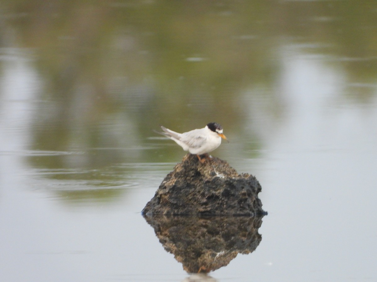 Least Tern - ML622111107