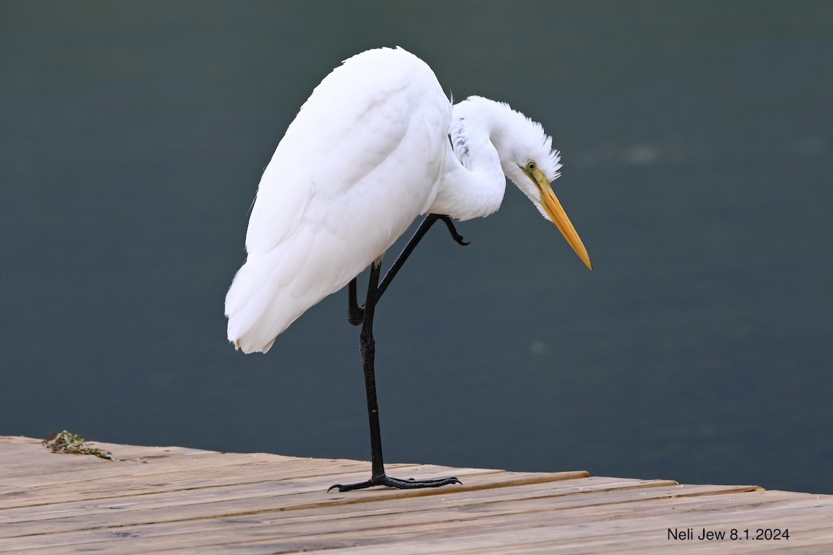 Great Egret - ML622111108