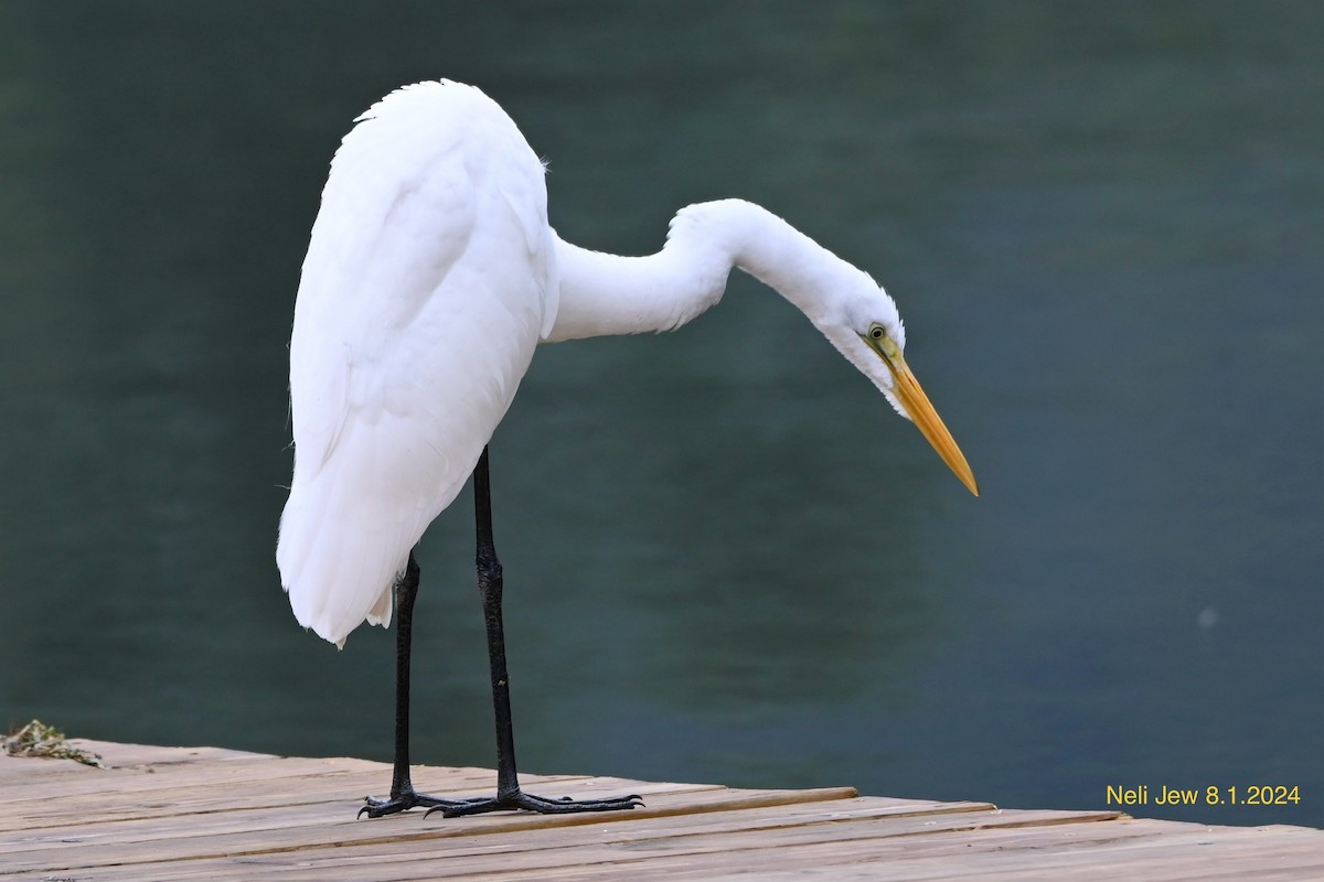 Great Egret - ML622111109