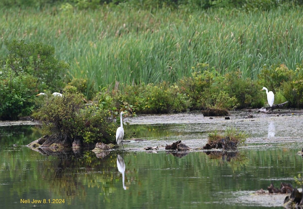 Great Egret - ML622111110