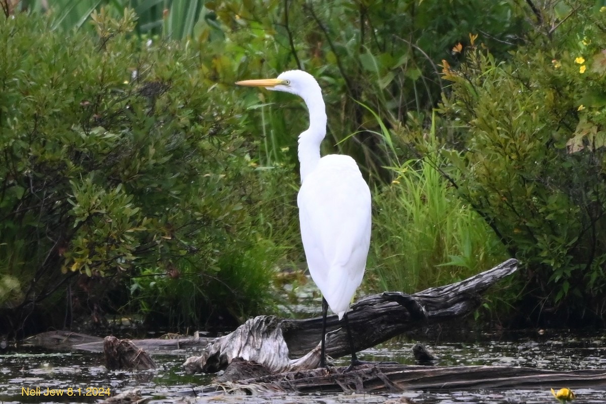 Great Egret - ML622111111