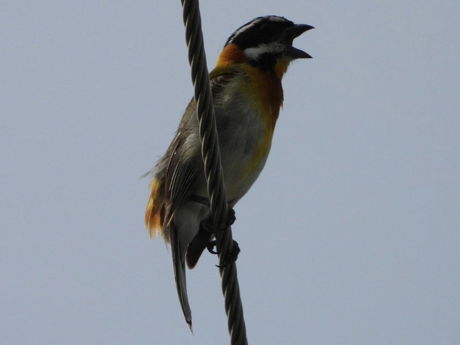 Western Spindalis - Bill Michalek