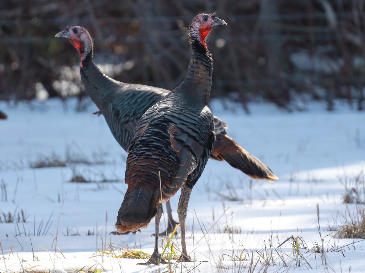 Wild Turkey - ML622111156