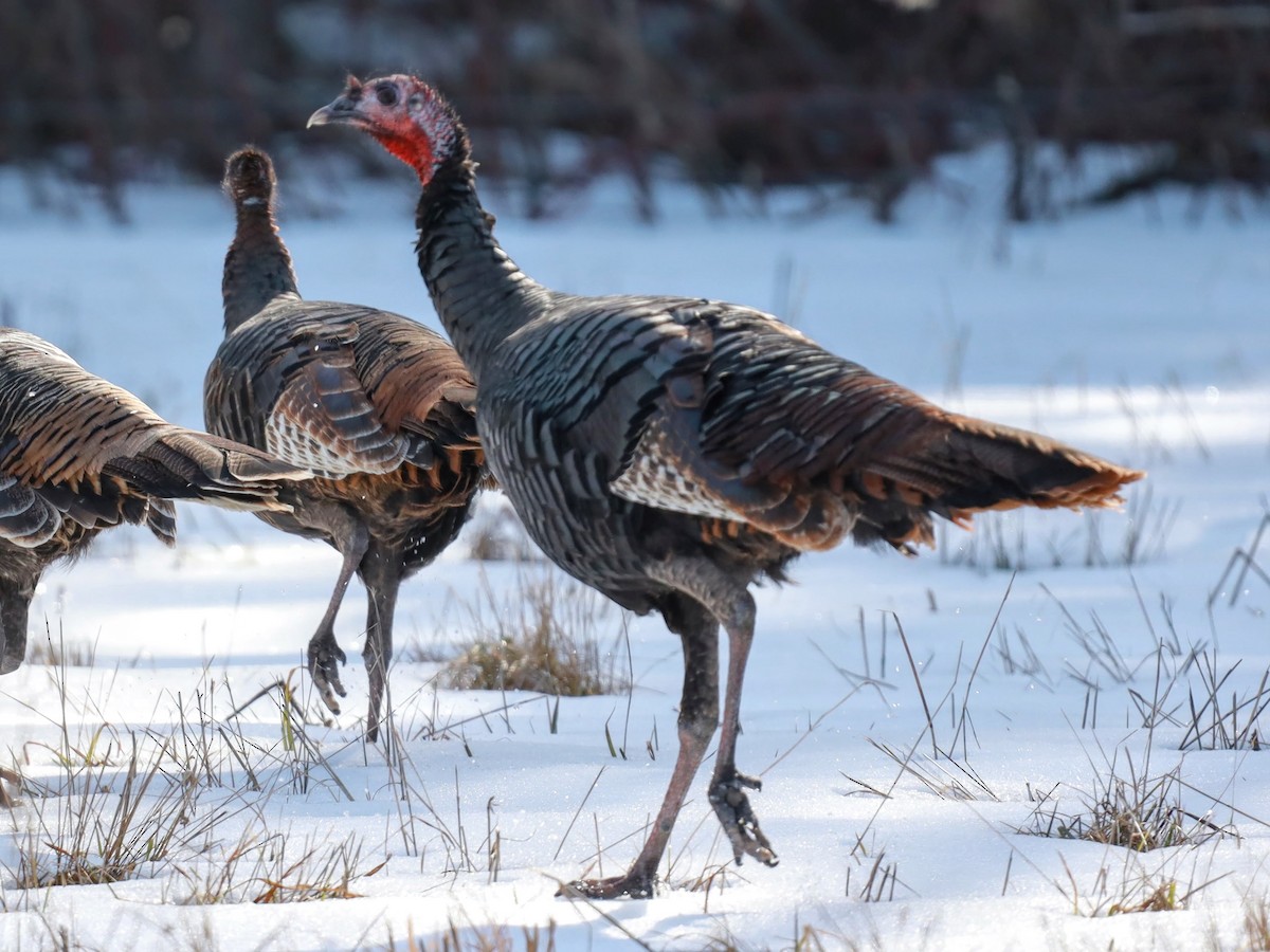 Wild Turkey - ML622111157