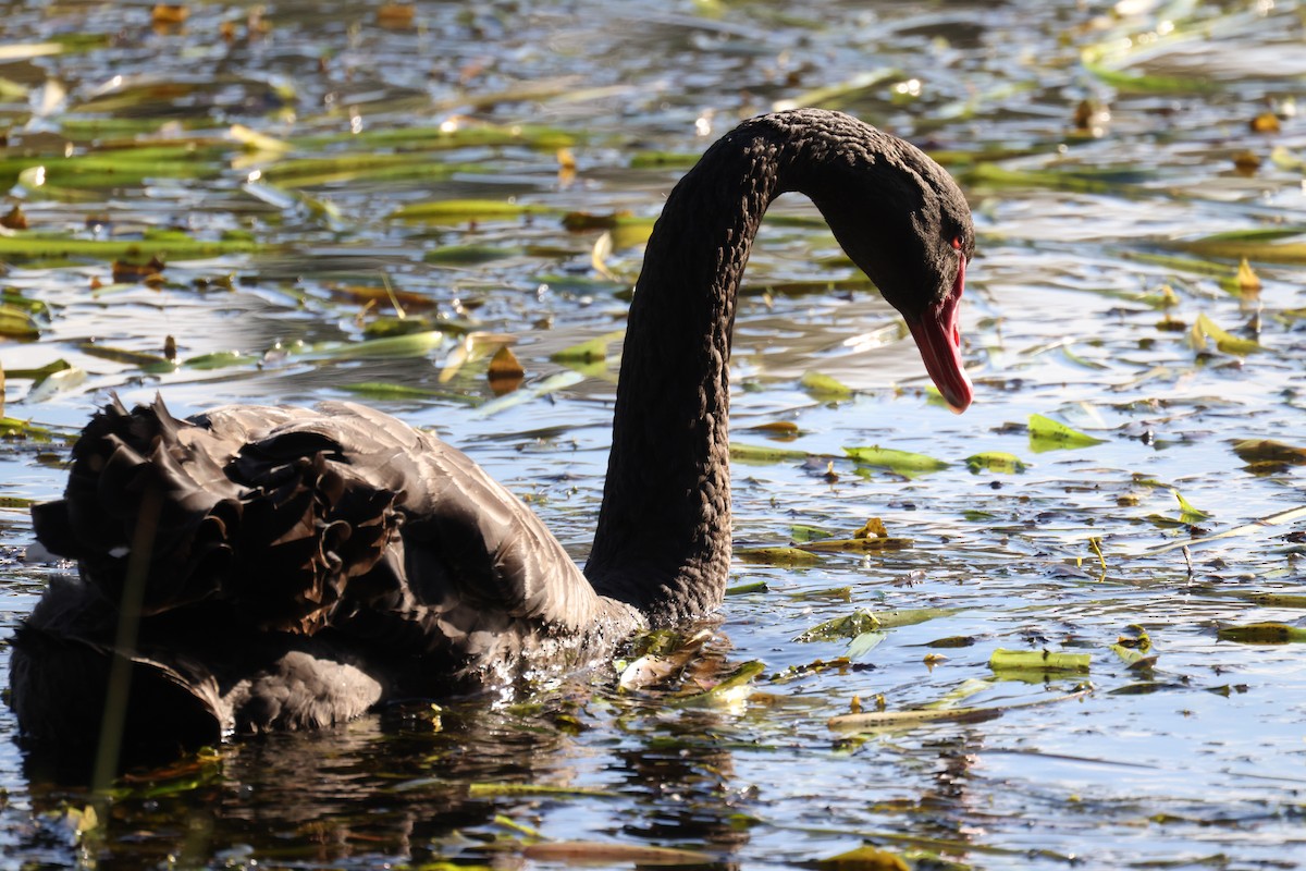 Black Swan - ML622111182
