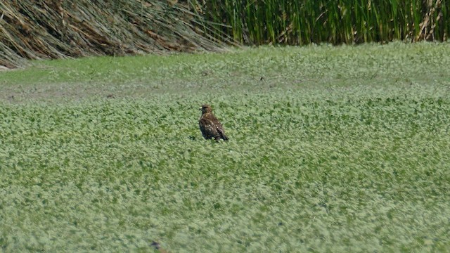 Red-shouldered Hawk - ML622111196