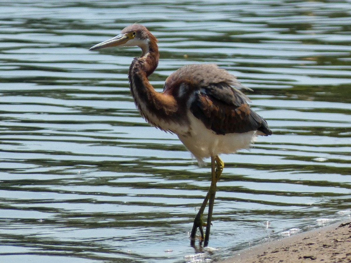 Tricolored Heron - ML622111219