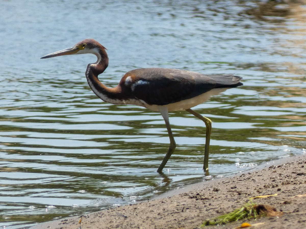 Tricolored Heron - Justin Cober-Lake