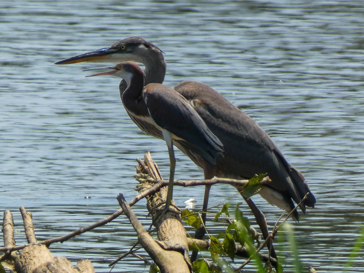 Tricolored Heron - ML622111231