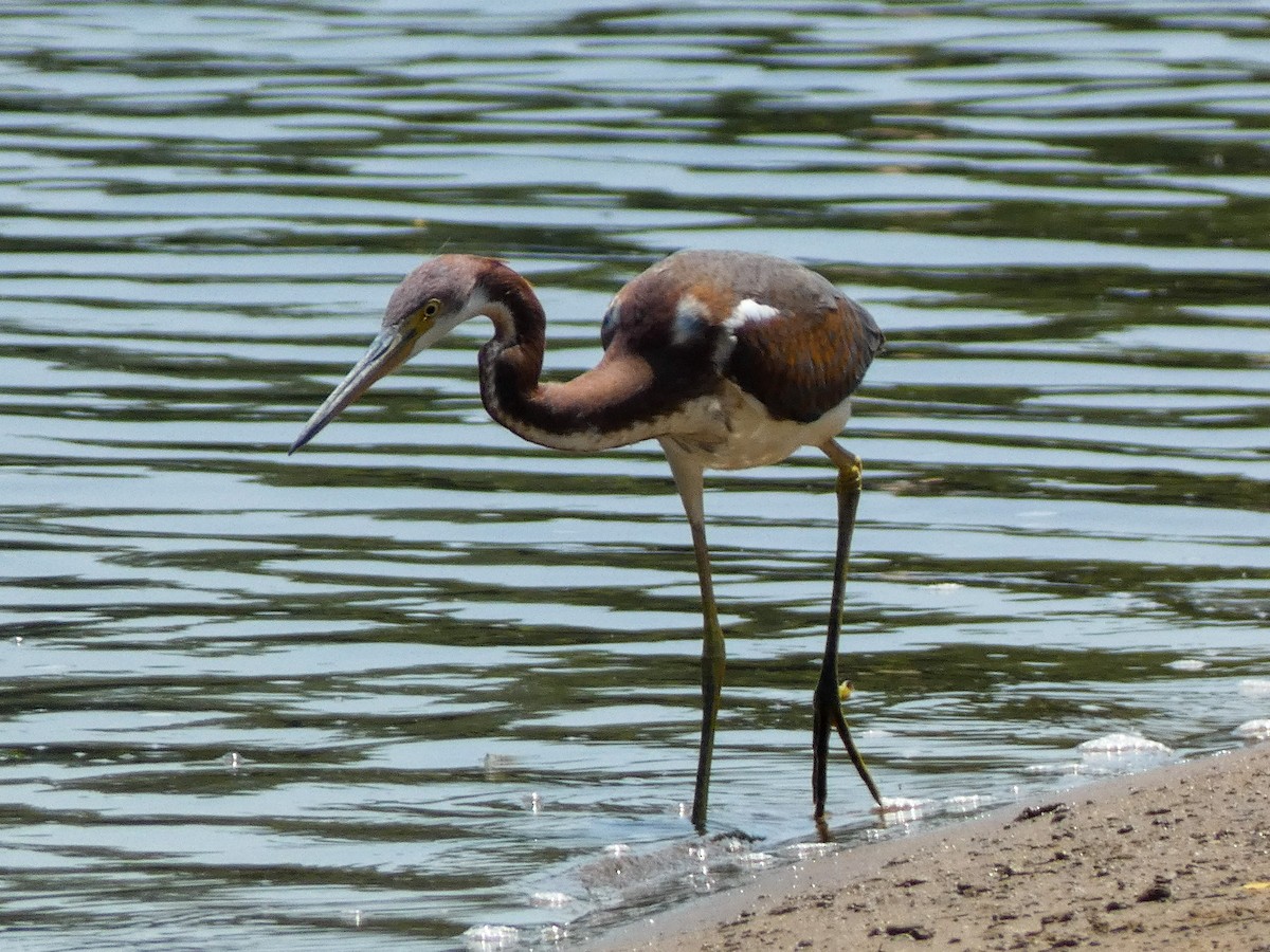 Tricolored Heron - ML622111232