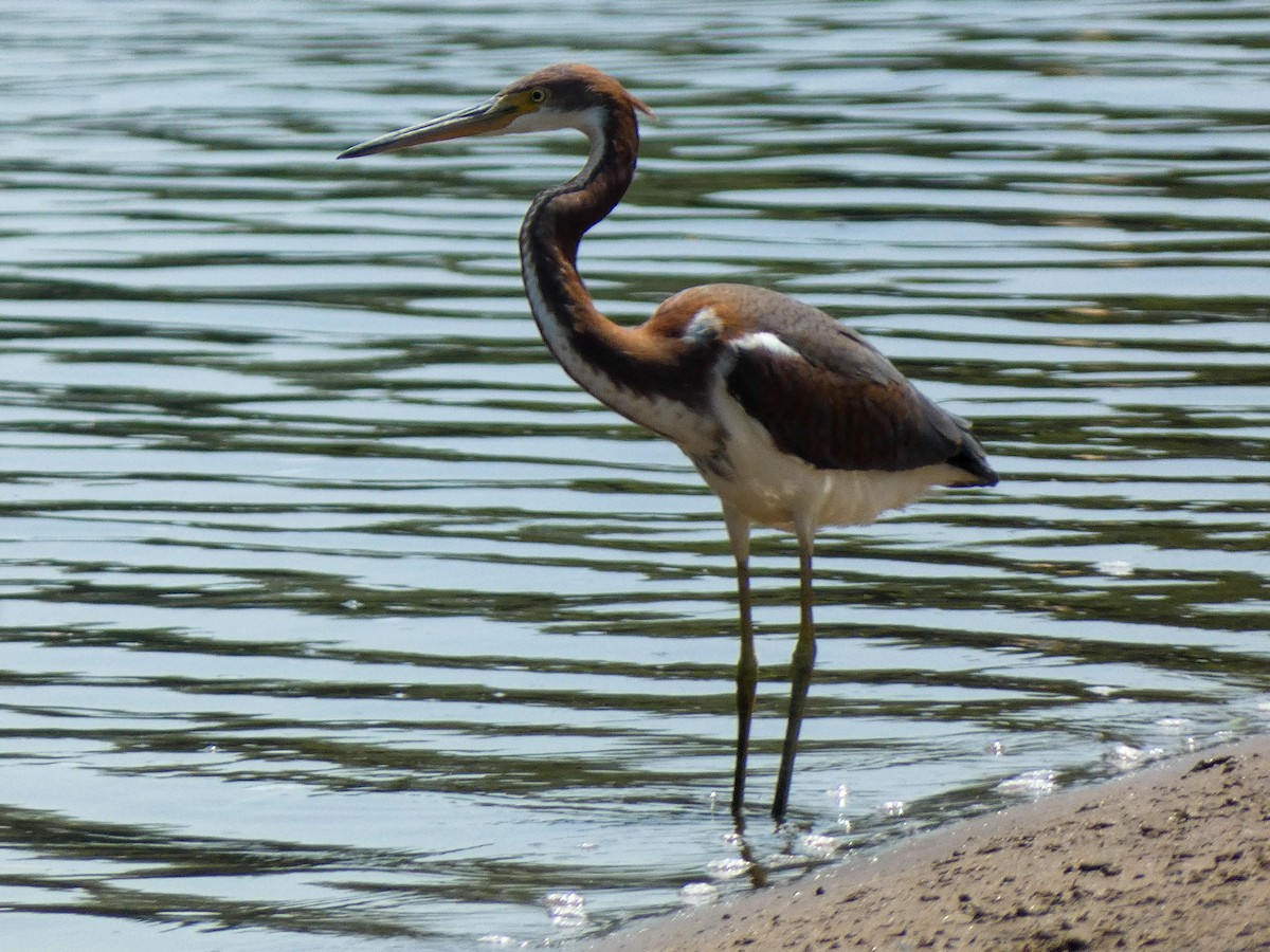 Tricolored Heron - ML622111233