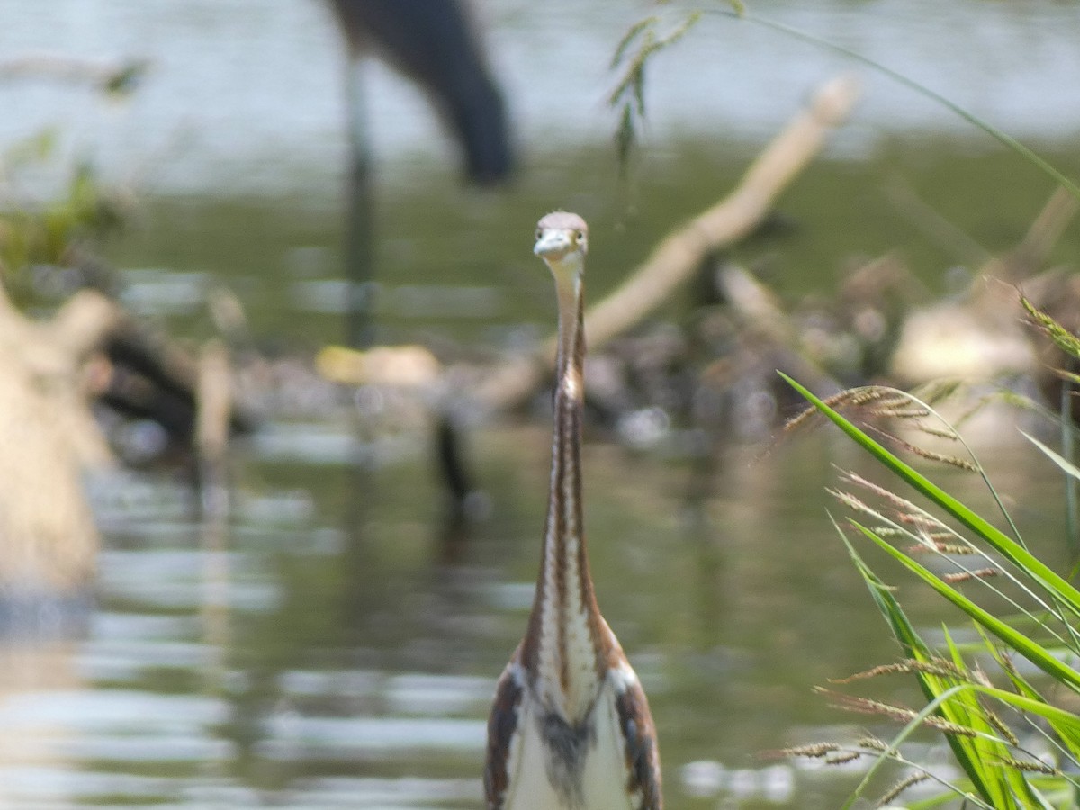 Tricolored Heron - ML622111235