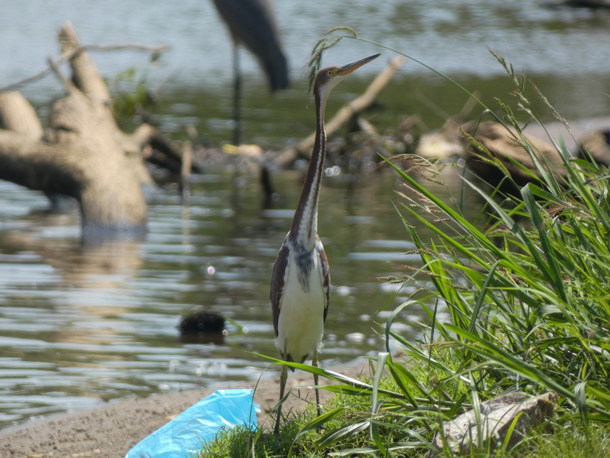 Tricolored Heron - ML622111236