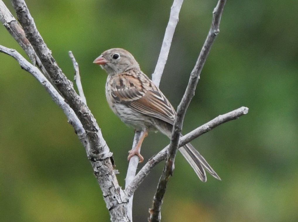 Field Sparrow - David True