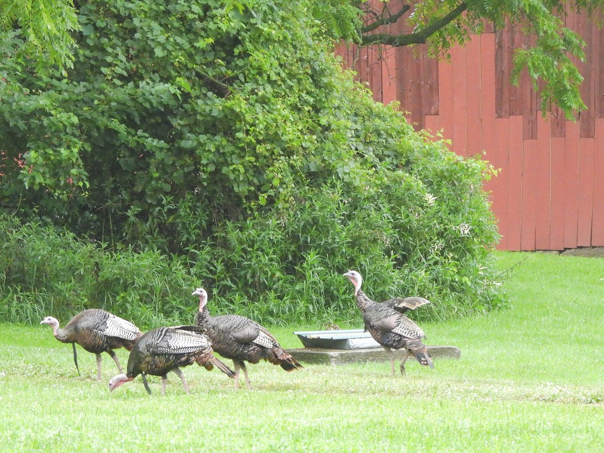 Wild Turkey - ML622111247