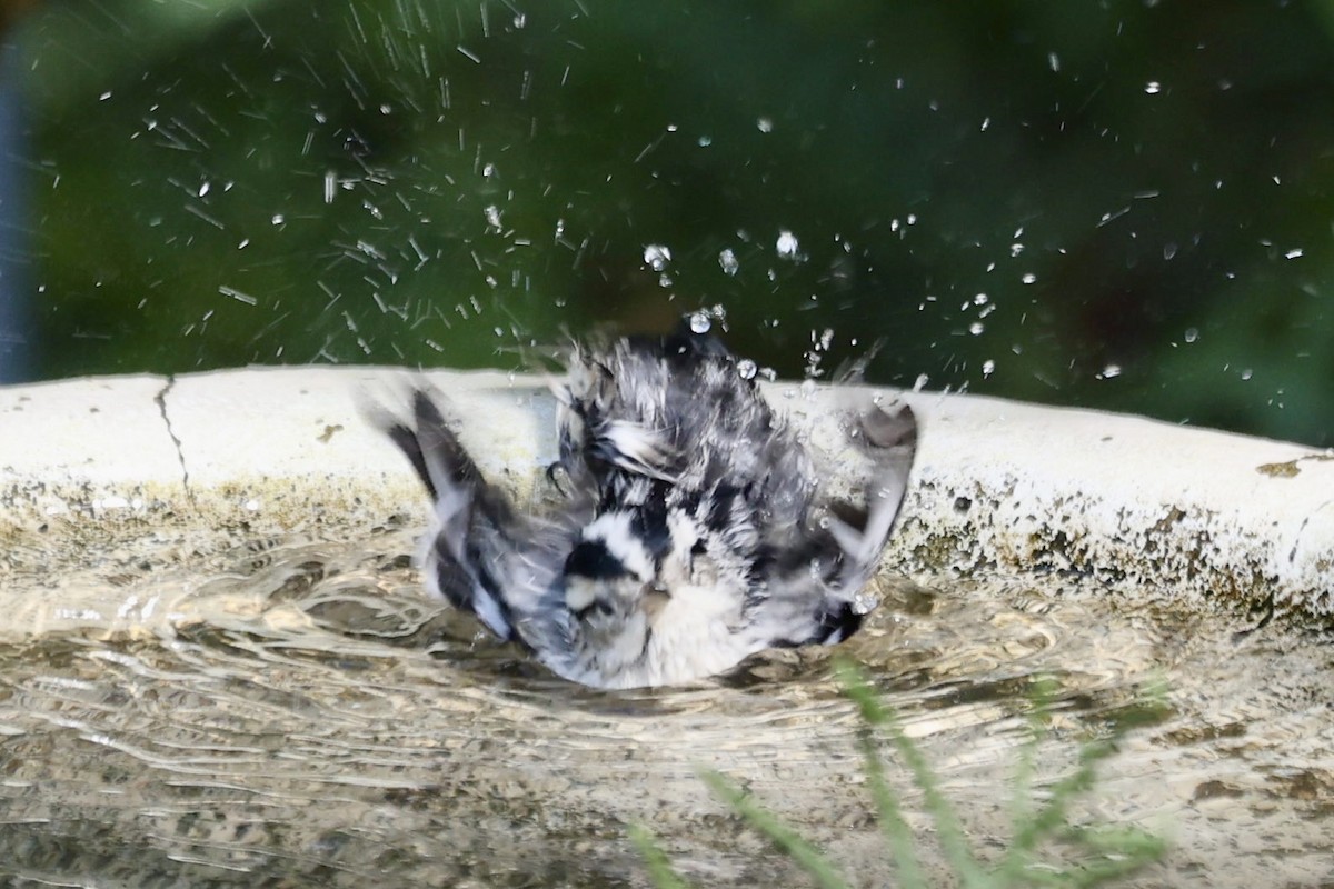 Black-and-white Warbler - Patty Rehn