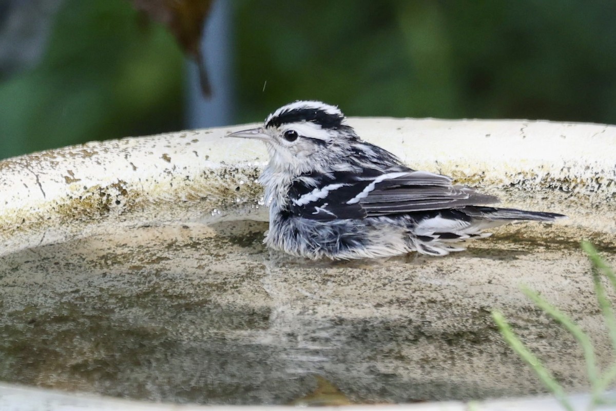 Black-and-white Warbler - Patty Rehn