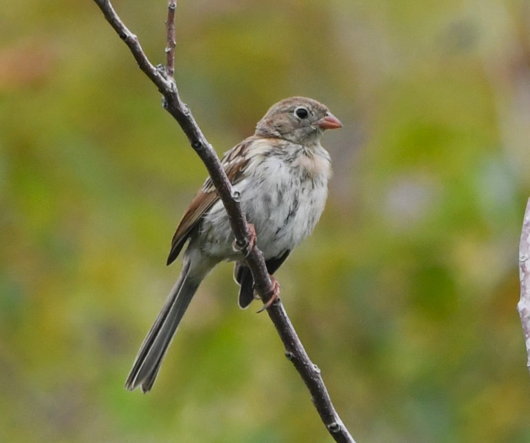 Field Sparrow - David True