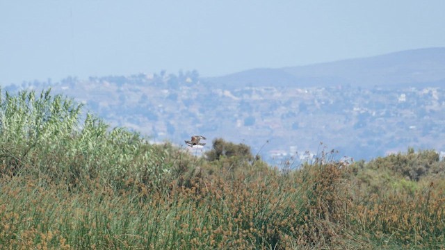 Red-shouldered Hawk - ML622111272