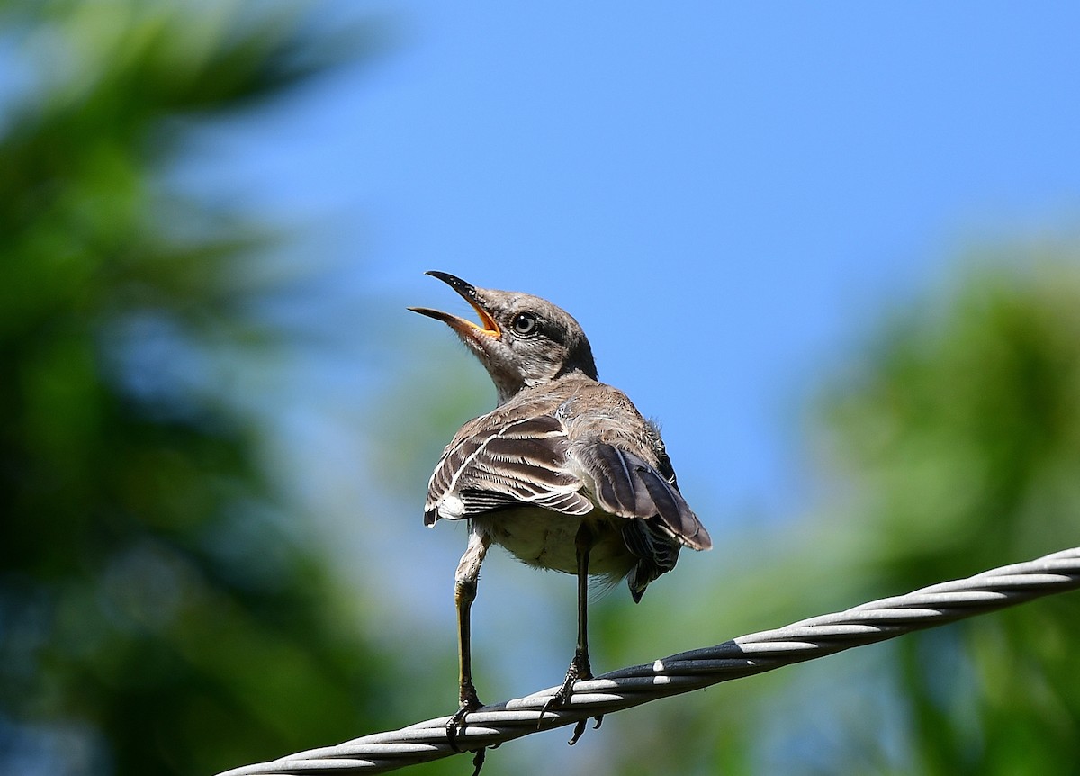 Northern Mockingbird - ML622111403