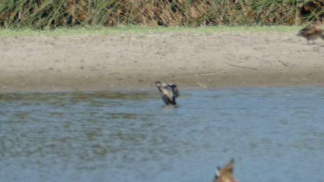 Ruddy Duck - ML622111410