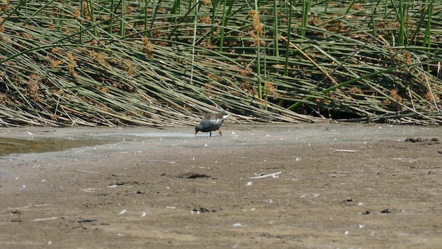 Gallinule d'Amérique - ML622111417