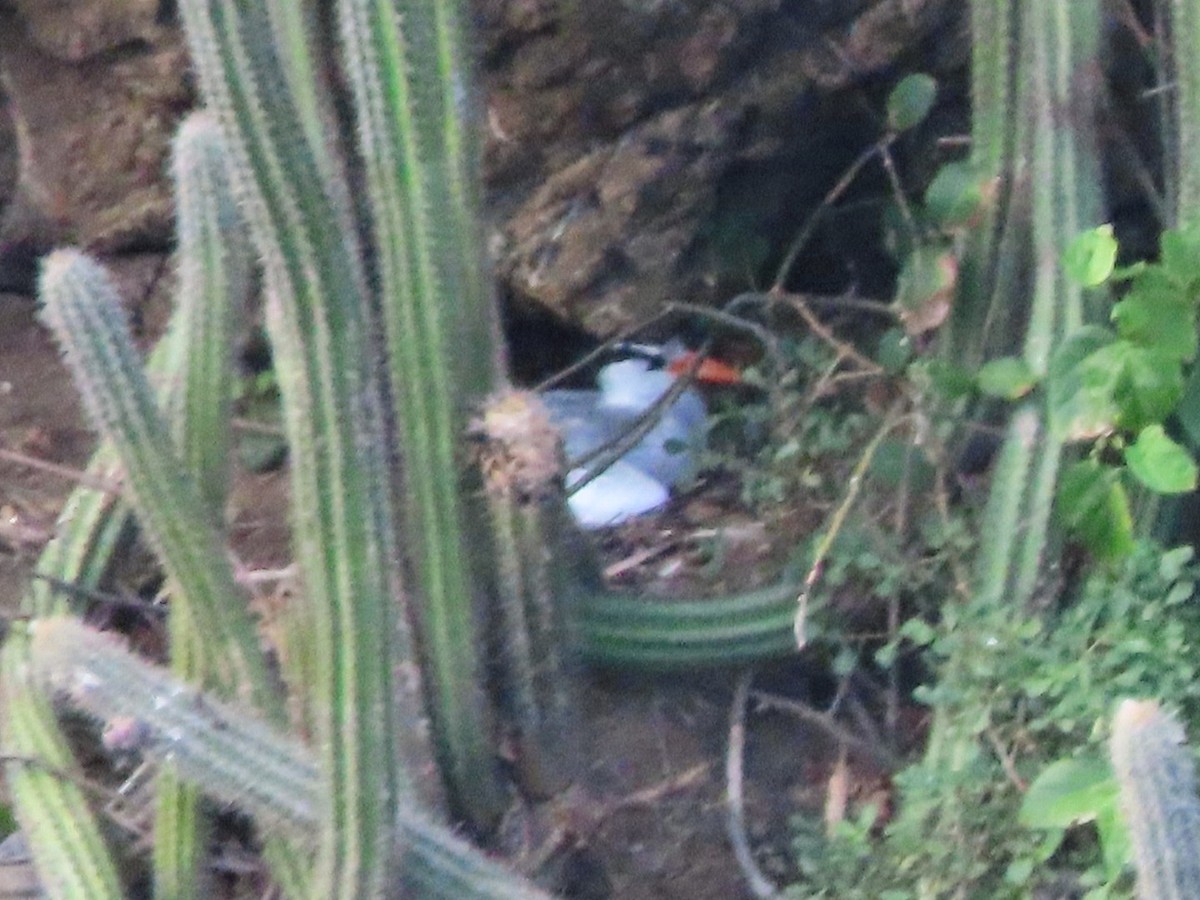 Red-billed Tropicbird - ML622111426