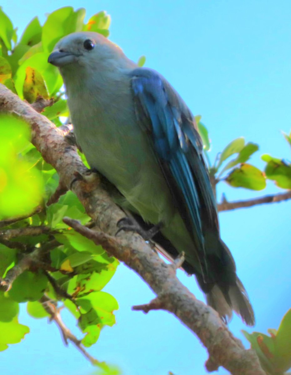 Blue-gray Tanager - ML622111432