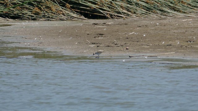 Spotted Sandpiper - ML622111447