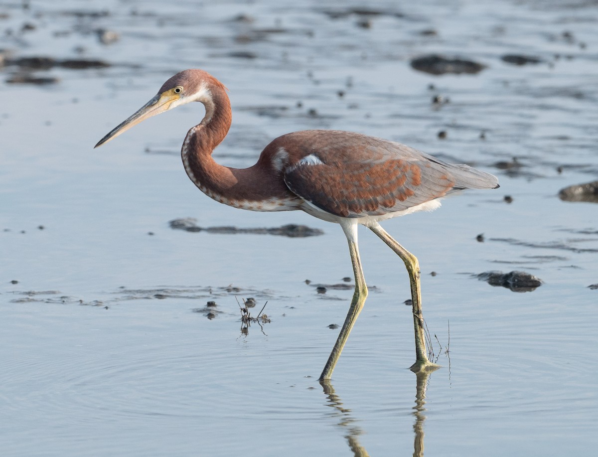 Tricolored Heron - ML622111453