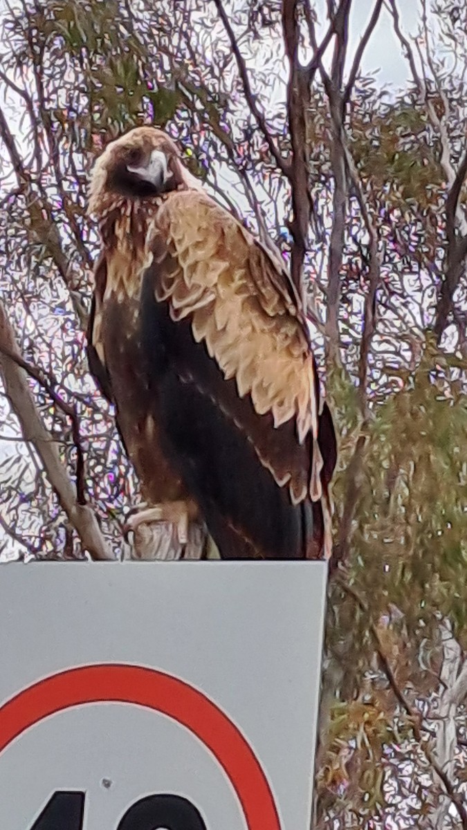 Wedge-tailed Eagle - ML622111461